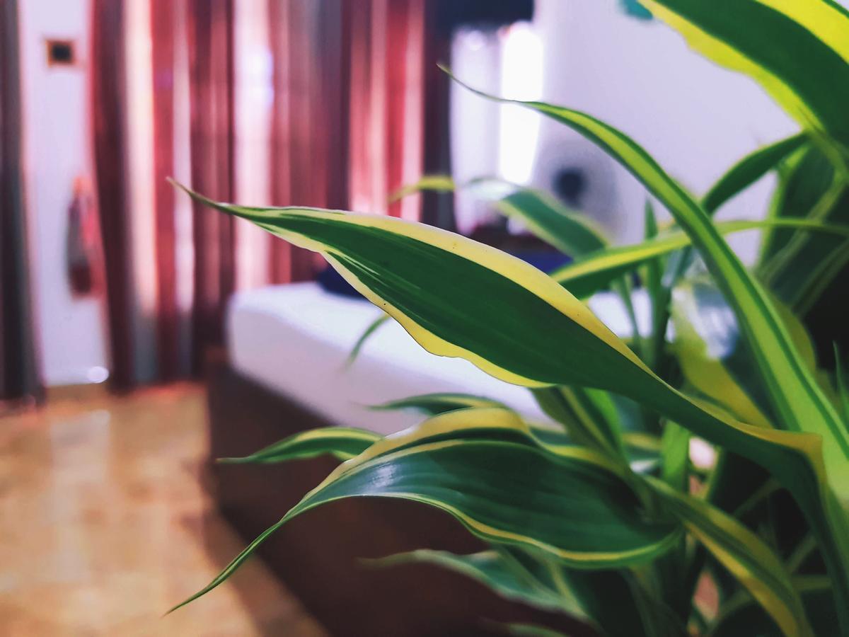 Leisure Dream Inn إيلا المظهر الخارجي الصورة
